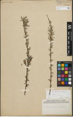 Foto von Salix repens subsp. rosmarinifolia (L.) Andersson